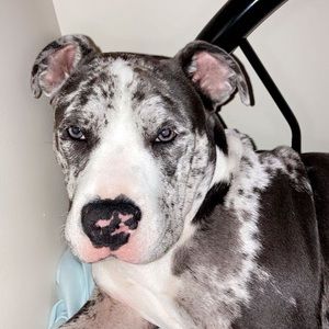 Meet your Posher, Caydance